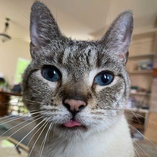 Erin Dreier - Instagram Profile Picture of Erin Dreier (@pawsitivelyerincctx) on Instagram