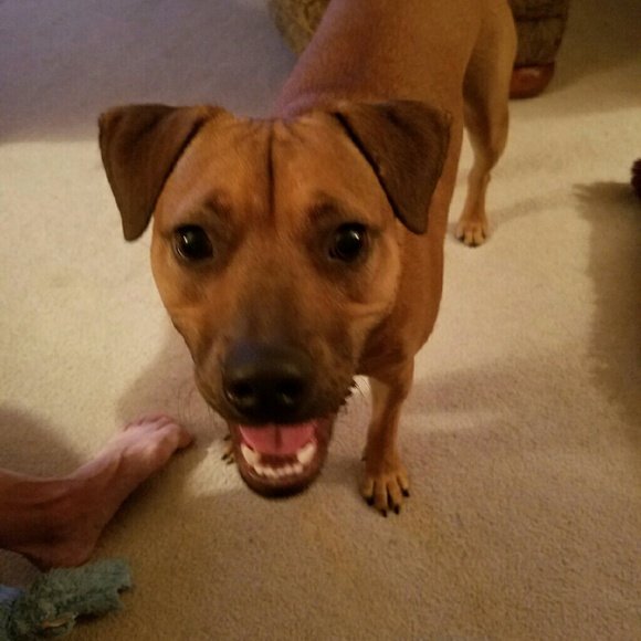 Profile Picture of Carolyn Glueckert (@sweet_carolyne) on Poshmark