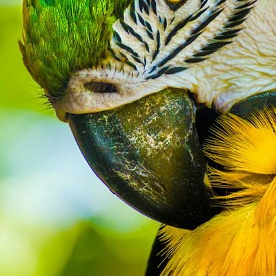 Profile Picture of Big Sam Uganda Yaffe (@BigYaffe) on Twitter