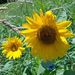 Profile Picture of Alison Emann (@acemann1) on Pinterest