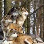 Profile Picture of Michael Rodrick (@randomness_vo) on Instagram