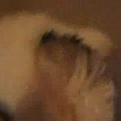 Profile Picture of Brock Cobb (@bjcobb1796) on Youtube