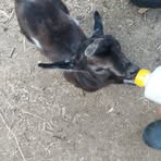 Profile Picture of Ginger Oosting (@ginger.oosting) on Facebook