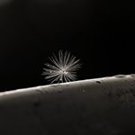 Profile Picture of VU NGUYEN HUU LOC THIEN TRANG (@thientrangvunguyen) on Instagram