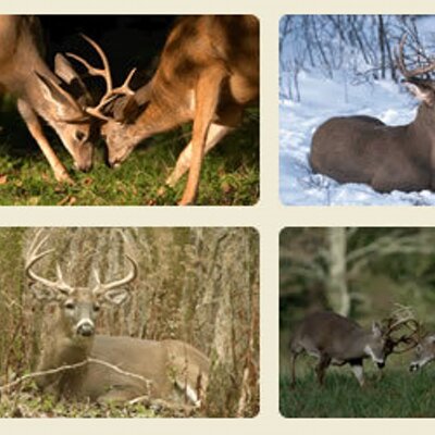 Profile Picture of Kayser Steck (@JohnDeerkayser) on Twitter