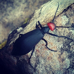 Profile Picture of Kobi Ben Itamar (@caparico) on Flickr