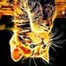 Profile Picture of Israel Espinoza (@19iespinoza) on Pinterest