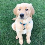 Profile Picture of Homer Ferguson (@homer_the_golden_child) on Instagram