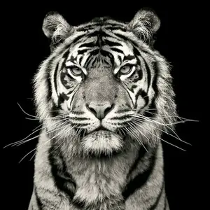 Profile Picture of Игорь Давыдов (@davydov_366) on Tiktok