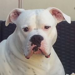 dianaengel2 - Tiktok Profile Picture of dianaengel2 (@dianaengel2) on Tiktok