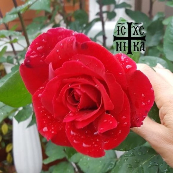 Spiros Vlamis - Poshmark Profile Picture of Spiros Vlamis (@anemotia57) on Poshmark