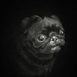Profile Picture of mops🐾prager rattler🐾minipin🐾 (@martinkraatz) on Instagram