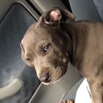 Profile Picture of American Staffordshire Terrier (@casey_blue_amstaff) on Instagram