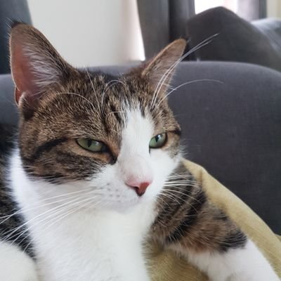 Profile Picture of King Louis The Sun Cat (@KingLouisSunCat) on Twitter