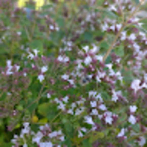 Destiny Pesonen - Poshmark Profile Picture of Destiny Pesonen (@pesondes000) on Poshmark