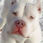 Profile Picture of thomas_t_traylor (@thomas_t_traylor) on Instagram