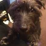 Profile Picture of Stuart Morgan (@shadow_only229) on Instagram