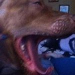 Profile Picture of Savannah Randolph (@vannah_sweetpie) on Instagram