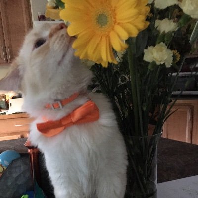 Profile Picture of Tyler Bonagofski (@BonagofskiTyler) on Twitter