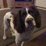 Profile Picture of Sam & Coco (@walkswithcoco) on Instagram
