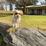 Profile Picture of Benjamin Bailey Barnabus a.k.a Bailey (@baileys_new_adventures) on Instagram