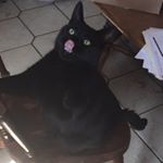 Profile Picture of Paul Mazzuchelli (@pmazzmazz) on Instagram