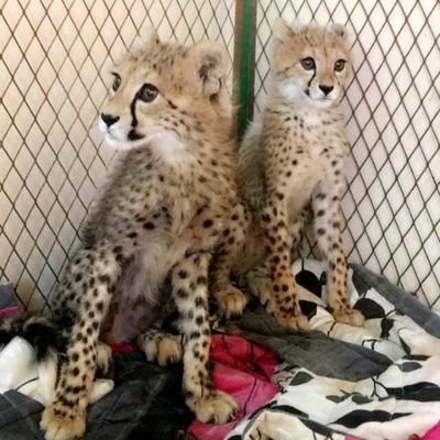 Profile Picture of Mohammed Alsaif (@Alsaif_2017) on Twitter