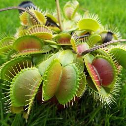 Profile Picture of Various Art By Tom (@VariousArtbyTom) on Twitter