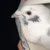 Profile Picture of John (@john.the.pigeon) on Tiktok