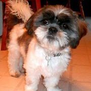 Profile Picture of Tammy Schemenauer (@tschemenauer) on Pinterest