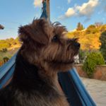 Profile Picture of Gummer el perro (@gummerelperro) on Instagram
