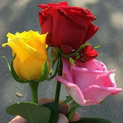 Profile Picture of Mark Raza (@MarkRaza1) on Twitter