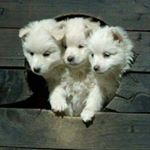 Profile Picture of Jacob Sandman (@sandmanjacob) on Instagram