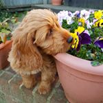 Profile Picture of Tracey Wood (@traceywood9250) on Instagram