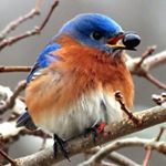 Profile Picture of Michael Glauser (@bluebirdsandblueberries) on Instagram