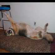 Profile Picture of Zach Schultz (@nononofu) on Youtube