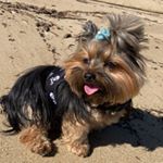 Profile Picture of California Wolf Neil (@cali_neil) on Instagram