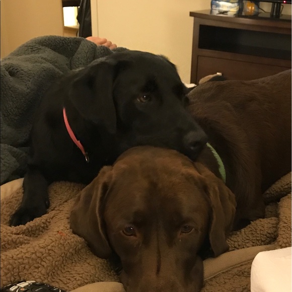 Profile Picture of Roxie Highlander (@highlanderx7) on Poshmark