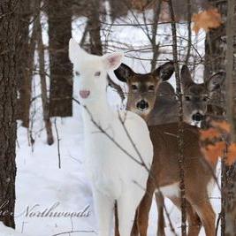 Profile Picture of Scott Schier (@scottschier123) on Twitter