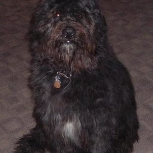 Profile Picture of Humphrey Bear (@big_dogs_rule) on Myspace