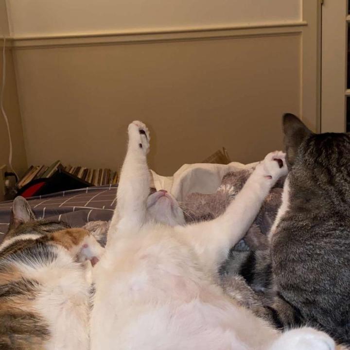 Profile Picture of beanieweenie (@carlrichman31) on Tiktok