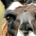 Profile Picture of Jdehmel (@jdehmel) on Flickr