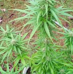 Profile Picture of Jerald Jacobs Sr. (@jeraldjacobssr) on Facebook