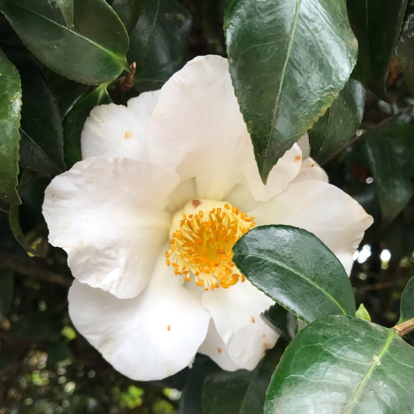 Profile Picture of Blanche Tamanaha (@blanche0220) on Poshmark