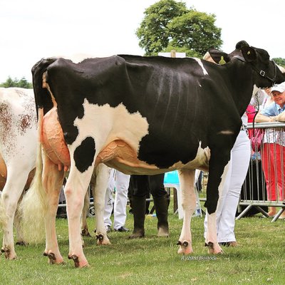 Profile Picture of James Doherty (@holsteinjames) on Twitter