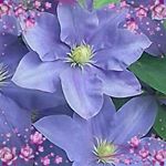 Profile Picture of Annick Serpault Le Nours (@serpaultlenours) on Instagram