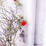 Profile Picture of 偉倫 Stephen (@juke_the_wheel) on Instagram