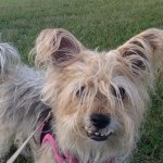 Profile Picture of Rosie Jones (@rosie_the_yorkie_dog) on Instagram