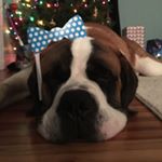 Profile Photo of Boomer The Saint Bernard (@boombang43) on Instagram