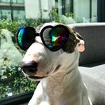 Profile Picture of Rocco (and Adam) (@modern.life.of.rocco) on Instagram